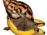 Illustration of Giant African Land Snail (Achatina achatina) (#0552)