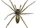 Illustration of Giant House Spider (Eratigena duellica) (#4692)