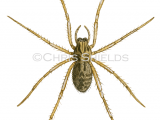 Illustration of Giant House Spider (Tegenaria atrica) (#1218)