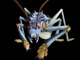 Illustration of Giant Weta (Deinacrida spp.) (#2454)
