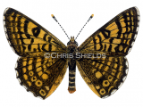 Illustration of Glanville Fritillary (Melitaea cinxia) (#1472)