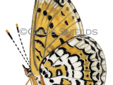 Illustration of Glanville Fritillary (Melitaea cinxia) (#1473)