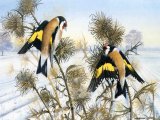 Illustration of Goldfinch (Carduelis carduelis) (#0035)