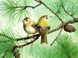 Illustration of Goldcrest (Regulus regulus) (#1814)