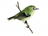 Illustration of Goldcrest (Regulus regulus) (#1159)