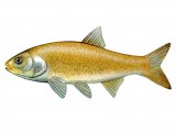 Illustration of Golden Orfe (Leuciscus idus (#2699)