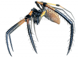 Illustration of Golden Silk Orb-weaver Spider (Trichonephila clavipes) (#4691)