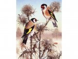 Illustration of Goldfinch (Carduelis carduelis) (#3746)