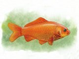 Illustration of Goldfish (Carassius auratus) (#0164)