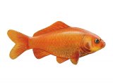 Illustration of Goldfish (Carassius auratus) (#2697)