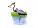 Illustration of Goliath Heron (Ardea goliath) (#0890)