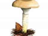 Illustration of Gomphidius glutinosus (Slimy Spike) (#2320)