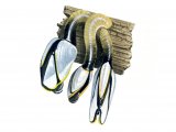 Illustration of Goose Barnacle (Lepas anatifera) (#0751)