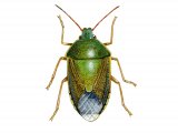 Illustration of Gorse Shieldbug (Piozoderus lituratus) (#2150)