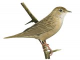 Illustration of Grasshopper Warbler (Locustella naevia) (#3379)