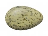 Illustration of Great Black-backed Gull egg (Larus marinus) (#1770)