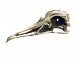 Illustration of Great Black-backed Gull skull (Larus marinus) (#1763)