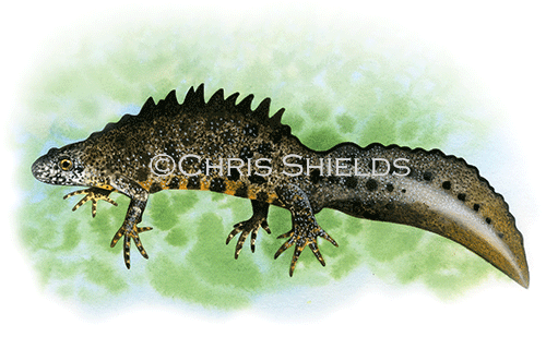 Illustration of Great Crested Newt male (Triturus cristatus) (#3328)