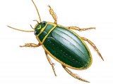 Illustration of Great Diving Beetle (Dytiscus marginalis) (#2138)