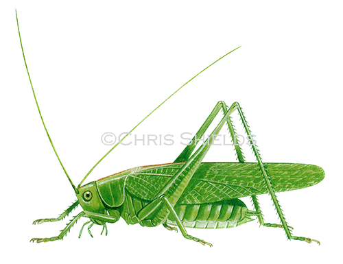 Illustration of Great Green Bush Cricket (Tettigonia viridissima) (#4639)