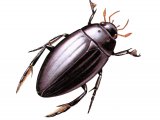 Illustration of Great Silver Beetle (Hydrous piceus) (#2296)
