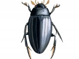 Illustration of Great Silver Beetle (Hydrous piceus) (#2375)