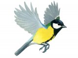 Illustration of Great Tit (Parus major) (#1161)