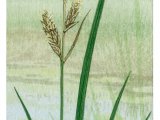Illustration of Great Tussock Sedge (Carex paniculata) (#4389)