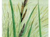 Illustration of Greater Pond Sedge (Carex riparia) (#4385)