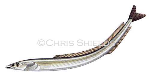 Illustration of Greater Sand Eel (Hyperoplus lanceolatus (#3079)