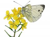 Illustration of Green-veined White (Pieris napi) (#3259)