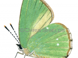 Illustration of Green Hairstreak (male) Callophrys rubi (#1393)