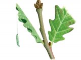 Illustration of Green Oak Tortrix Caterpillar (Tortrix viridana) (#2512)
