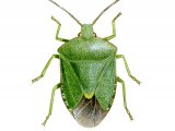 Illustration of Green Shield Bug (Palomena prasina) (#1699)
