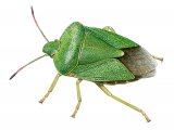 Illustration of Green Shield Bug (Palomena prasina) (#2672)