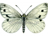 Illustration of Green-veined White (Pieris napi) (#2020)