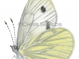 Illustration of Green-veined White (Pieris napi) (#2021)