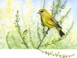 Illustration of Greenfinch (Carduelis chloris) (#1167)