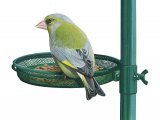 Illustration of Greenfinch (Carduelis chloris) (#3743)