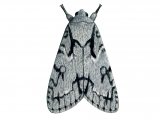 Illustration of Grey Dagger (Acronicta psi) (#2116)