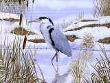 Illustration of Grey Heron (Ardea cinerea) (#0425)