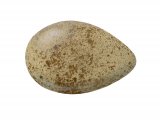 Illustration of Grey Partridge egg (Perdix perdix) (#2440)