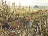 Illustration of Grey Partridge (Perdix perdix) (#2100)
