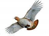 Illustration of Grey Partridge (Perdix perdix) (#3918)