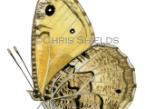 Illustration of Greyling (Hipparchia semele) (#2164)