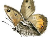 Illustration of Greyling (Hipparchia semele) (#3400)