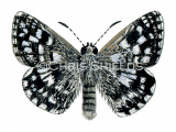 Illustration of Grizzled Skipper (Pyrgus malvae) (#1391)