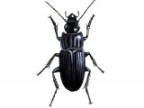 Illustration of Ground Beetle (Abax parallellepipedus) (#1563)