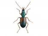 Illustration of Ground Beetle (Agonum dorsale) (#2907)