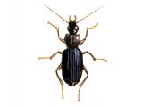 Illustration of Ground Beetle (Drominus meridionalis) (#1565)